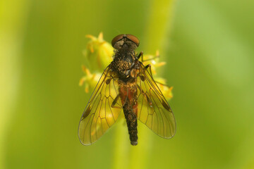 Closeup on the Black snipefly, Chrysopilus cristatus sitting on green leaf in the vegetation