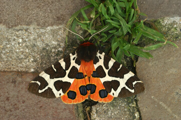 Closeup on the colorful great garden tiger moth Arctia caja, sitting with spread wings on a stone