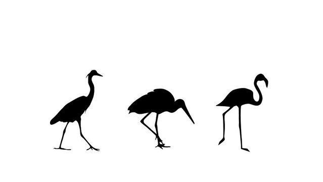 Animation with flamingo, stork and heron walking on the white background (seamless loop)