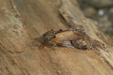 Natural closeup on the pebble prominent moth, Notodonta ziczac, sitting on wood