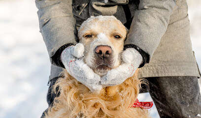 Female Hands In Gloves Hold A Golden Retriever'S Muzzle In Winter, Surrounded By Lots Of Snow