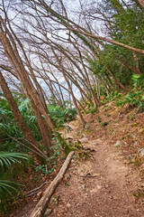 The old tilted forest, Monte Bre, Lugano, Switzerland
