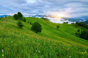 mountain meadow in morning light. countryside springtime landscape with valley in fog behind the forest on the grassy hill. fluffy clouds on a bright blue sky.