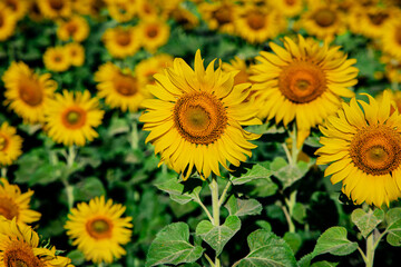 Obraz premium sunflower growing in field of sunflowers during a nice sunny winter day yellow sunflowers contrast with the blue sky in farmer's garden in Asian natural background. 