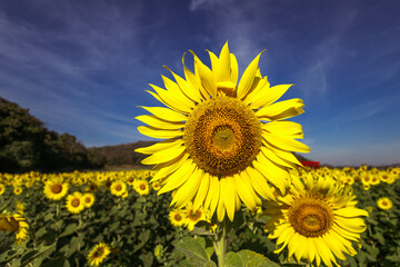 Fototapeta premium sunflower growing in field of sunflowers during a nice sunny winter day yellow sunflowers contrast with the blue sky in farmer's garden in Asian natural background. 