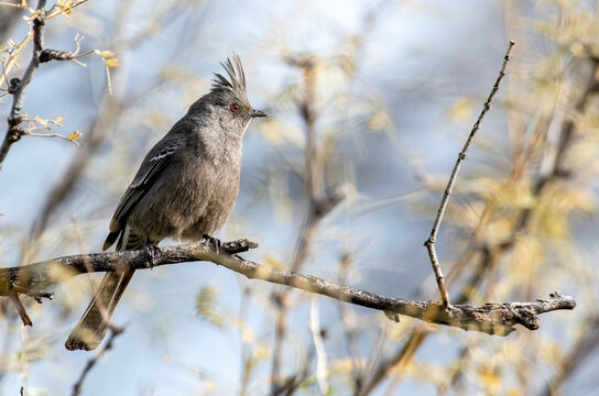 Closeup of a Female Phainopepla on a branch