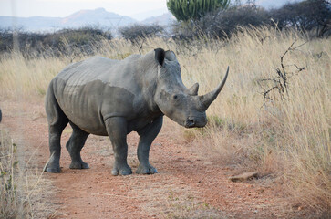 Naklejka premium rhino walking in the grass