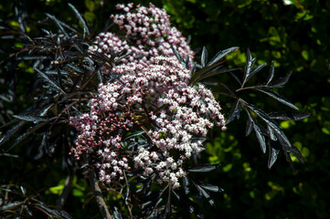 Sydney Australia, stem with buds and pink flowers of a european black elderberry tree