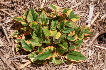 Sydney Australia, variegated leaves of a houttuynia cordata or fishmint plant