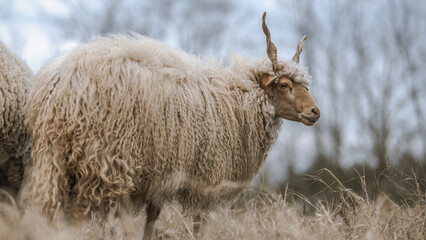 Racka sheeps on the field