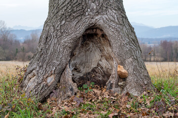 Hollow tree trunk with a large hole at the base. Large opening at the base of a trunk. Darkness inside a tree and mysteries of the forest. Old tree with large hollow cave inside, potential animal den. - Powered by Adobe