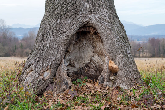 Hollow tree trunk with a large hole at the base. Large opening at the base of a trunk. Darkness inside a tree and mysteries of the forest. Old tree with large hollow cave inside, potential animal den.