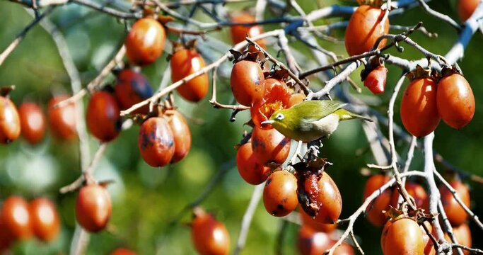 Small bird eating ripe wild fruits on tree, Warbling white-eye or Japanese white-eye on wild persimmon tree.