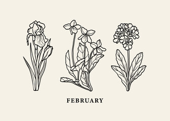Line art birth month flowers. Iris, violet, primrose - obrazy, fototapety, plakaty
