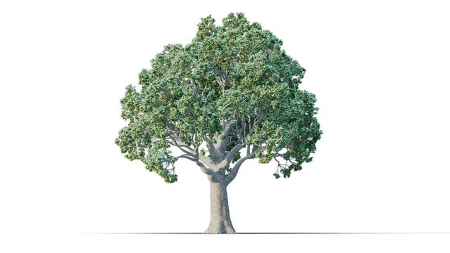 Trees grow from small to large. Growing tree on transparency background. 3D realistic summer tree. Wind blowing leaves moving.