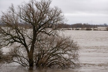winter floods on the river  rhine in Germany
