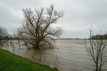 winter floods on the river  rhine in Germany