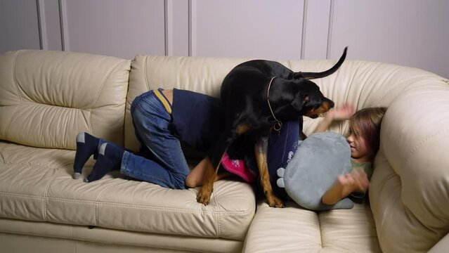 Little girl is lying with pillow in hands and stroking dog that bites her while playing. Happy kids play with German pinscher on sofa in living room. Boy is playing with his sister and dog on couch