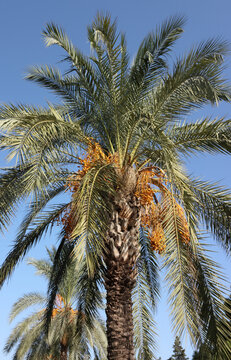 Palms with the fruits of the date in Antalya. With yellow fruits. Against the backdrop of the blue sky. Close-up.