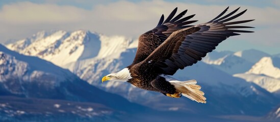 Bald eagle in flight over Alaskan snowy mountains with clear blue sky.