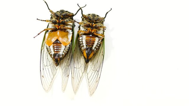 Comparison of cicada abdomen between male and female  on white background