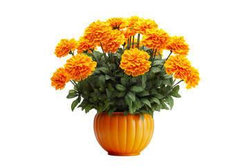 Pot of giant Marigold flowers on a white background PNG