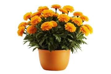 Pot of giant Marigold flowers on a white background PNG