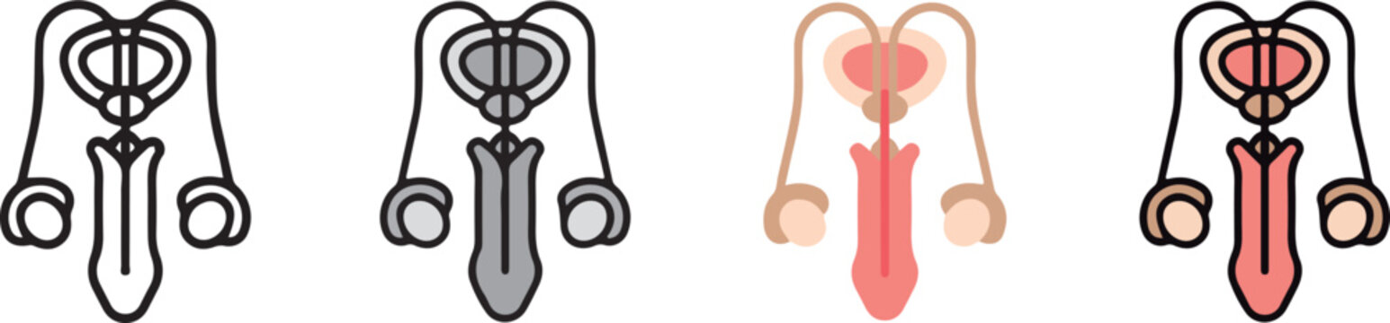 human anatomy. Reproductive system icon with 4 different styles.