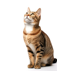 Obraz premium Striped cat looking up on white background with copy space