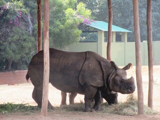 Im Zoo von Mysore im Süden Indiens