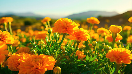 Sunny Meadow of Colorful Marigold Blossoms and Green Foliage