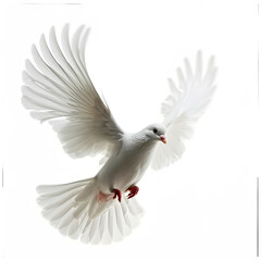 white dove flying isolated on white background