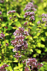Closeup of Oregano blooms, Derbyshire England