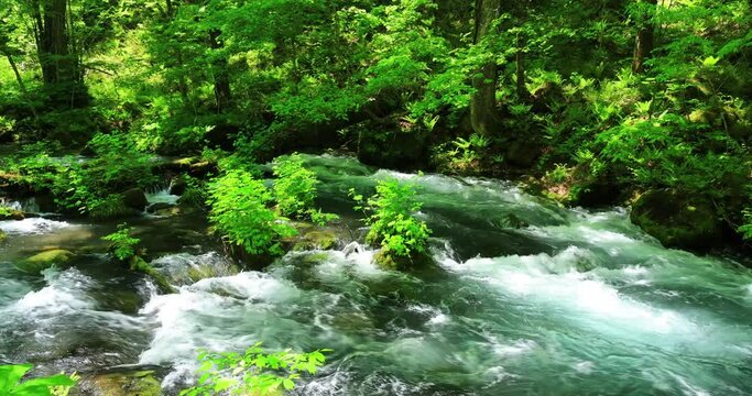 新緑の奥入瀬渓流　青森県