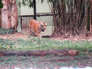 Der Zoo in Mysore im Süden Indiens