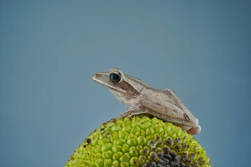 Frog on a leaf