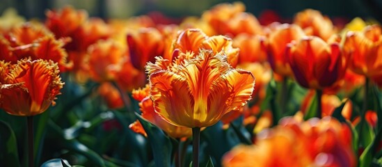 'Amazing Parrot' is an orange tulip. - Powered by Adobe