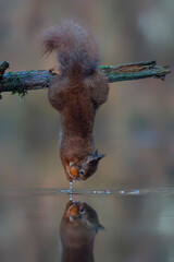 Eurasian red squirrel (Sciurus vulgaris) is hanging upside down to collect food in the forest of...