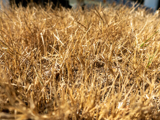 Closeup of old aged dry grass background