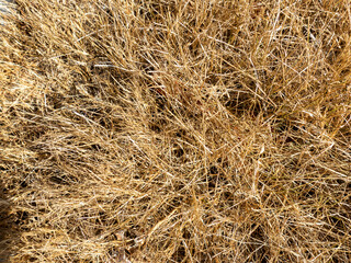Closeup of old aged dry grass background