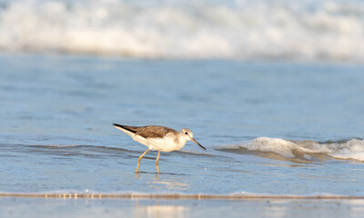 A Common Green shank (Tringa nebularia) feeeding on the sea shore 