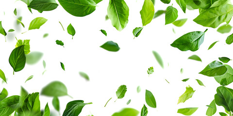 green leaves on a white background - obrazy, fototapety, plakaty