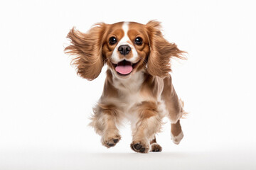 Cavalier King Charles Spaniel isolated on a white studio background
