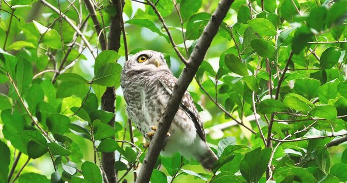 Spotted owlet (Athene brama)  on a branch pooping