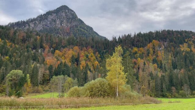 Black horses on green field by mountains in Thiersee, Austria. Natural peaceful landscape in autumn season in European countryside