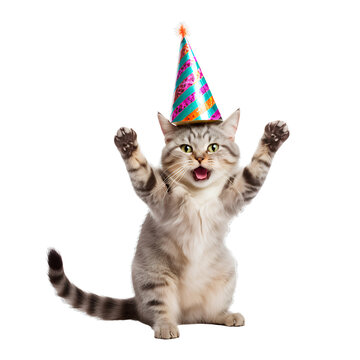 Funny cat wearing a party hat on transparent background PNG