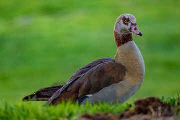Ganso egipcio en el bosque junto al lago en Madrid