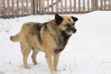 Senior Dog Fluffy Fur with Snowflakes in Yard during Snowfall Blizzard	
