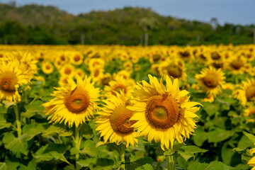 Sunflower in flower garden on hill of countryside 