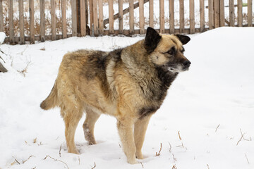 Senior Dog Fluffy Fur with Snowflakes in Yard during Snowfall Blizzard	
